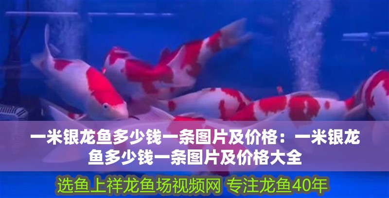 一米銀龍魚多少錢一條圖片及價格：一米銀龍魚多少錢一條圖片及價格大全