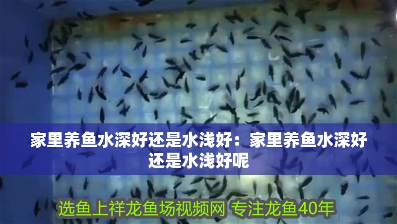 家里養魚水深好還是水淺好：家里養魚水深好還是水淺好呢