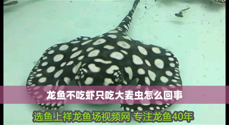 龍魚不吃蝦只吃大麥蟲怎么回事