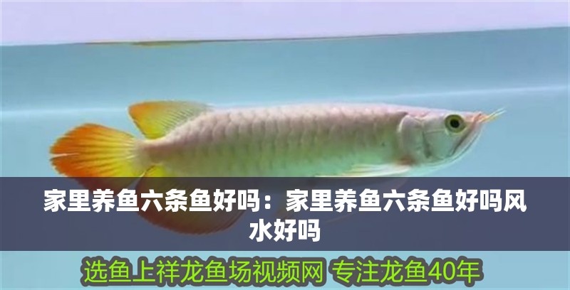 家里養(yǎng)魚六條魚好嗎：家里養(yǎng)魚六條魚好嗎風(fēng)水好嗎