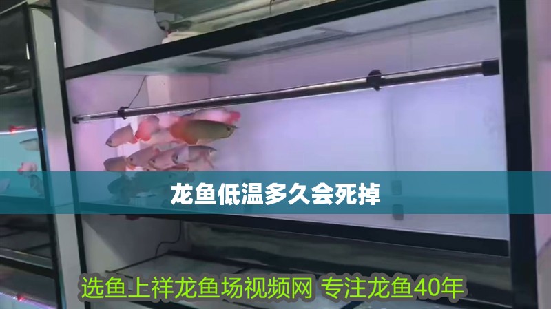 龍魚低溫多久會(huì)死掉