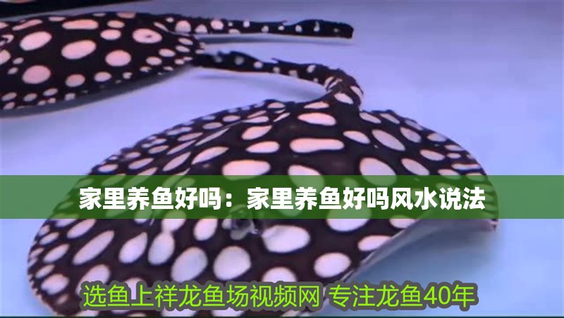 家里養魚好嗎：家里養魚好嗎風水說法