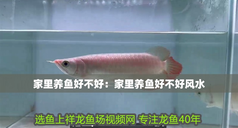 家里養(yǎng)魚好不好：家里養(yǎng)魚好不好風(fēng)水