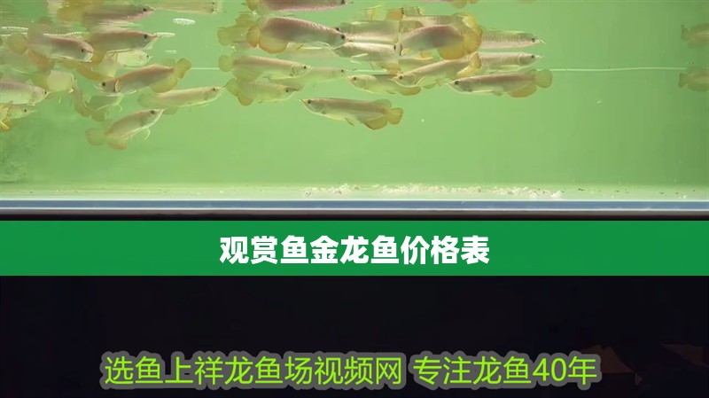觀賞魚金龍魚價格表 龍魚百科 第1張 觀賞魚金龍魚價格表 觀賞魚金龍魚價格表 龍魚百科 第1張