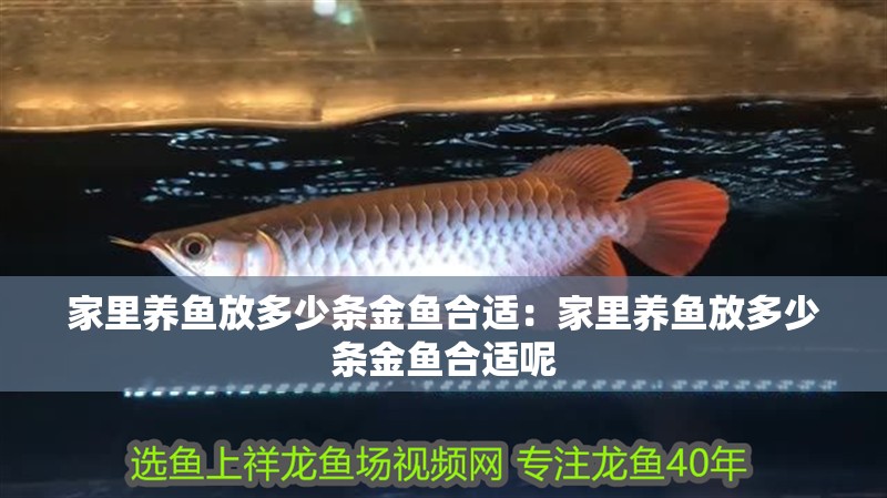 家里養(yǎng)魚放多少條金魚合適:家里養(yǎng)魚放多少條金魚合適呢 龍魚百科 第2張 家里養(yǎng)魚放多少條金魚合適:家里養(yǎng)魚放多少條金魚合適呢 家里養(yǎng)魚放多少條金魚合適:家里養(yǎng)魚放多少條金魚合適呢 龍魚百科 第2張