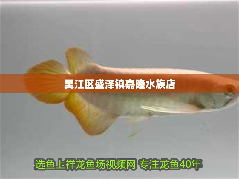吳江區盛澤鎮嘉隆水族店