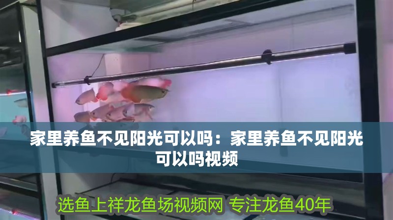 家里養魚不見陽光可以嗎：家里養魚不見陽光可以嗎視頻