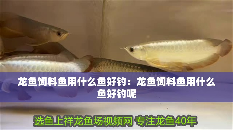 龍魚飼料魚用什么魚好釣：龍魚飼料魚用什么魚好釣呢 龍魚飼料魚用什么魚好釣：龍魚飼料魚用什么魚好釣呢 水族問答