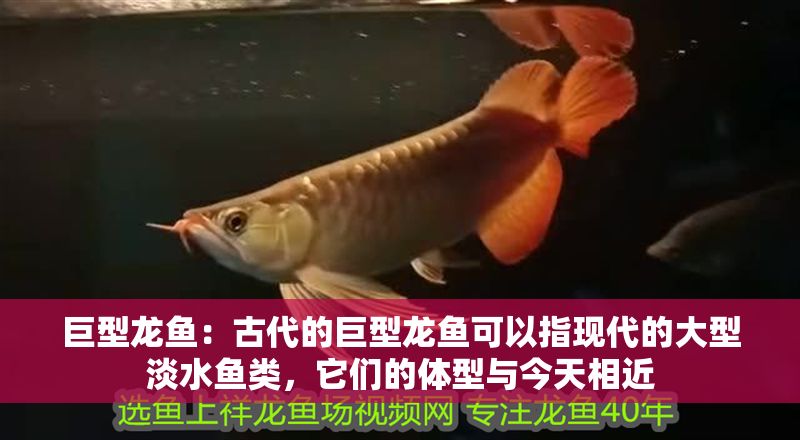 巨型龍魚：古代的巨型龍魚可以指現(xiàn)代的大型淡水魚類，它們的體型與今天相近