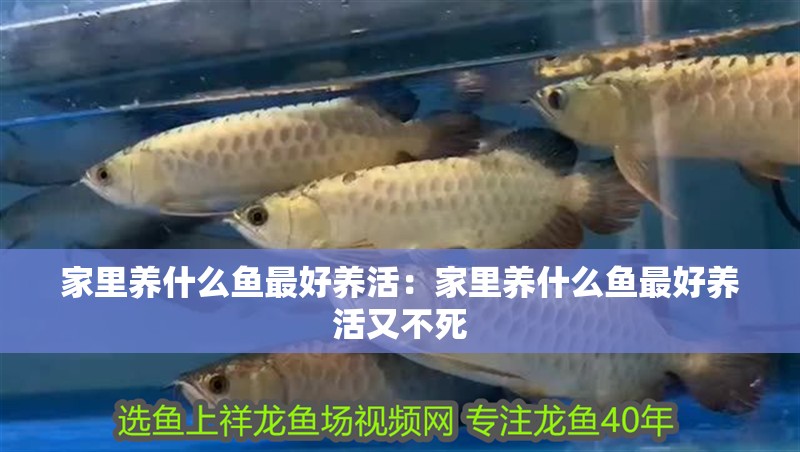 家里養什么魚最好養活：家里養什么魚最好養活又不死