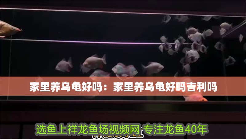 家里養(yǎng)烏龜好嗎：家里養(yǎng)烏龜好嗎吉利嗎