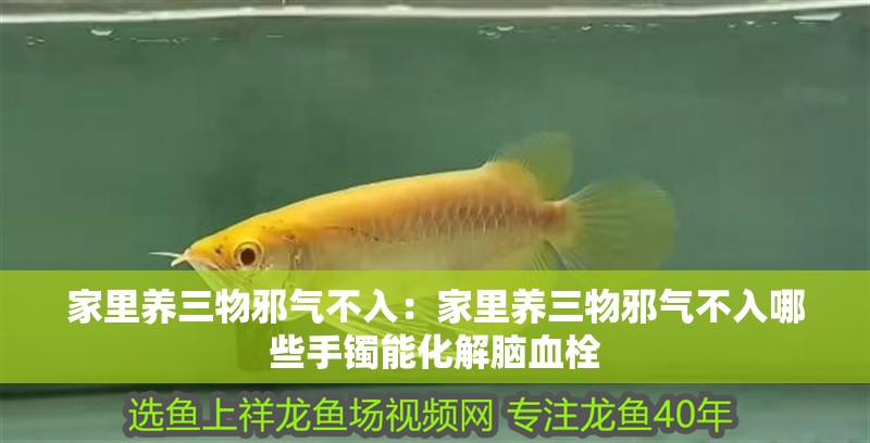 家里養三物邪氣不入:家里養三物邪氣不入哪些手鐲能化解腦血栓 龍魚百科 第2張 家里養三物邪氣不入:家里養三物邪氣不入哪些手鐲能化解腦血栓 家里養三物邪氣不入:家里養三物邪氣不入哪些手鐲能化解腦血栓 龍魚百科 第2張