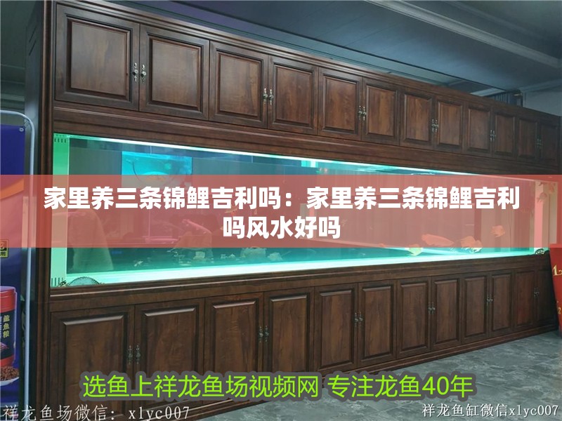 家里養(yǎng)三條錦鯉吉利嗎：家里養(yǎng)三條錦鯉吉利嗎風(fēng)水好嗎