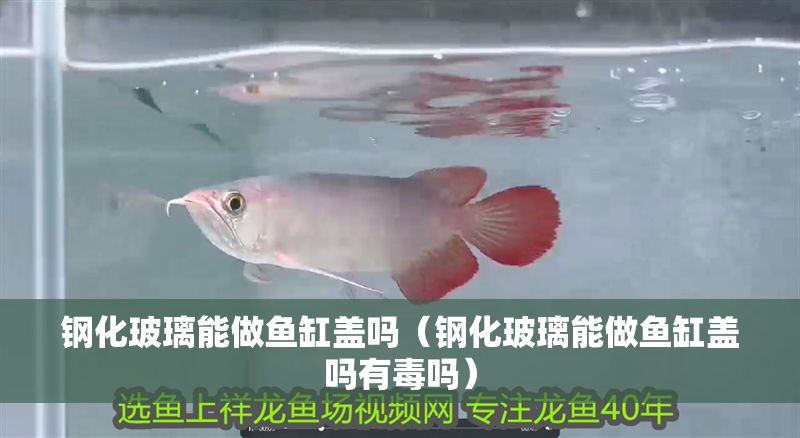 鋼化玻璃能做魚缸蓋嗎（鋼化玻璃能做魚缸蓋嗎有毒嗎）