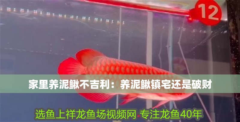 家里養(yǎng)泥鰍不吉利：養(yǎng)泥鰍鎮(zhèn)宅還是破財(cái) 家里養(yǎng)泥鰍不吉利：養(yǎng)泥鰍鎮(zhèn)宅還是破財(cái) 龍魚百科 第1張