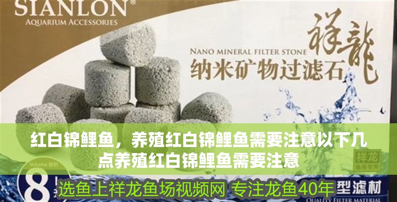 紅白錦鯉魚，養殖紅白錦鯉魚需要注意以下幾點養殖紅白錦鯉魚需要注意