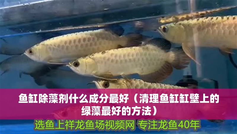 魚缸除藻劑什么成分最好（清理魚缸缸壁上的綠藻最好的方法） 魚缸除藻劑什么成分最好（清理魚缸缸壁上的綠藻最好的方法） 龍魚百科 第1張