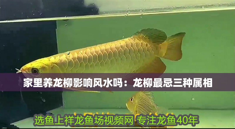 家里養龍柳影響風水嗎：龍柳最忌三種屬相 家里養龍柳影響風水嗎：龍柳最忌三種屬相 龍魚百科 第1張