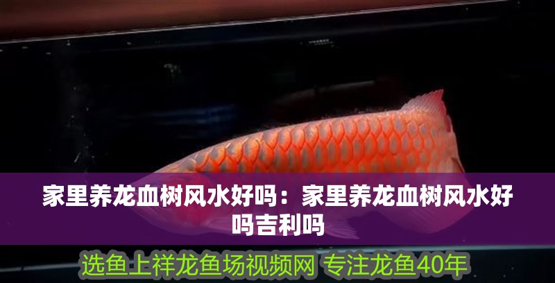 家里養(yǎng)龍血樹(shù)風(fēng)水好嗎：家里養(yǎng)龍血樹(shù)風(fēng)水好嗎吉利嗎