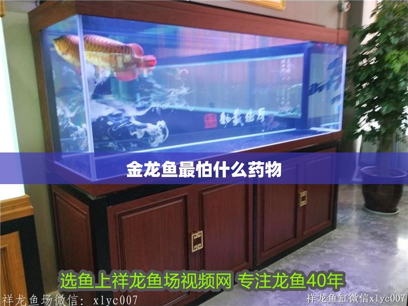 金龍魚最怕什么藥物 金龍魚最怕什么藥物 龍魚百科 第2張