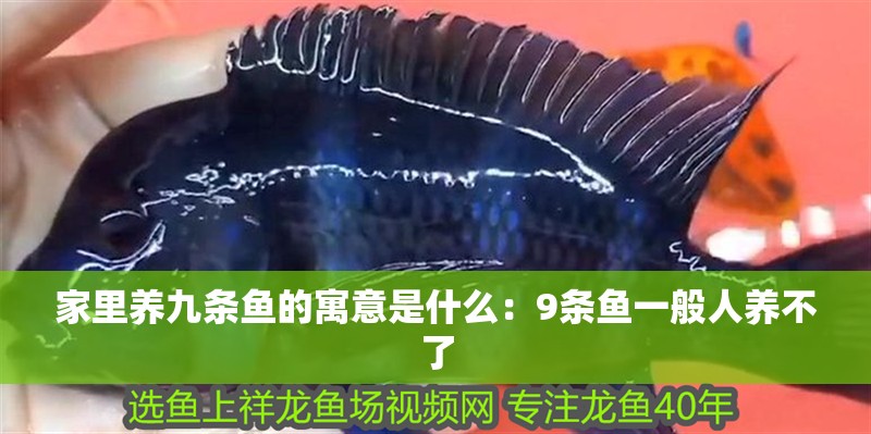 家里養九條魚的寓意是什么：9條魚一般人養不了