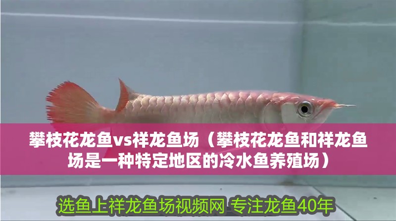 攀枝花龍魚vs祥龍魚場（攀枝花龍魚和祥龍魚場是一種特定地區的冷水魚養殖場）