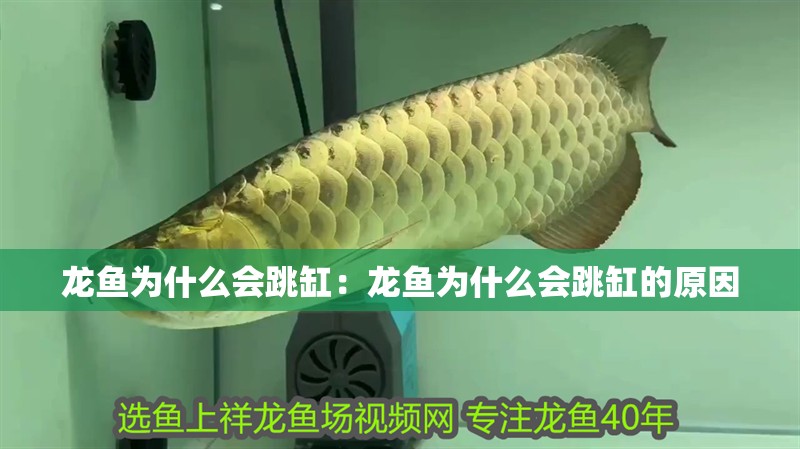 龍魚為什么會跳缸：龍魚為什么會跳缸的原因