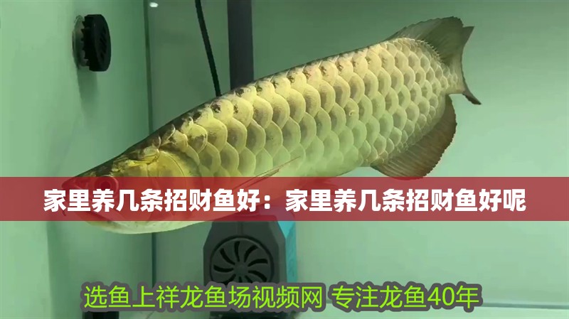 家里養幾條招財魚好：家里養幾條招財魚好呢