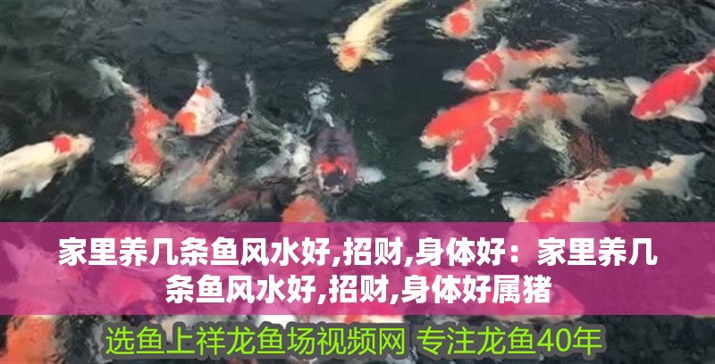 家里養幾條魚風水好,招財,身體好：家里養幾條魚風水好,招財,身體好屬豬
