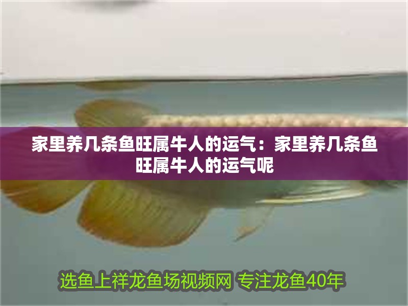 家里養幾條魚旺屬牛人的運氣：家里養幾條魚旺屬牛人的運氣呢