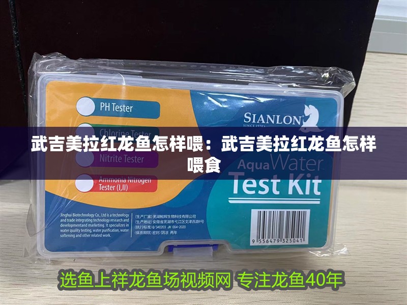 武吉美拉紅龍魚怎樣喂：武吉美拉紅龍魚怎樣喂食