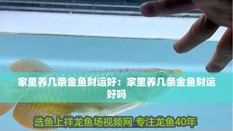 家里養幾條金魚財運好：家里養幾條金魚財運好嗎 家里養幾條金魚財運好：家里養幾條金魚財運好嗎 龍魚百科 第2張