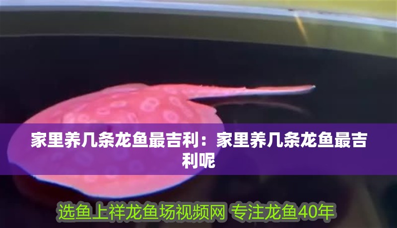 家里養(yǎng)幾條龍魚最吉利：家里養(yǎng)幾條龍魚最吉利呢