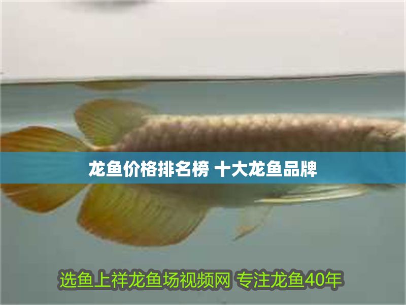 龍魚價格排名榜 十大龍魚品牌