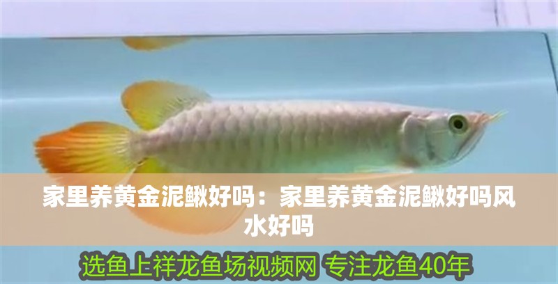 家里養(yǎng)黃金泥鰍好嗎：家里養(yǎng)黃金泥鰍好嗎風水好嗎