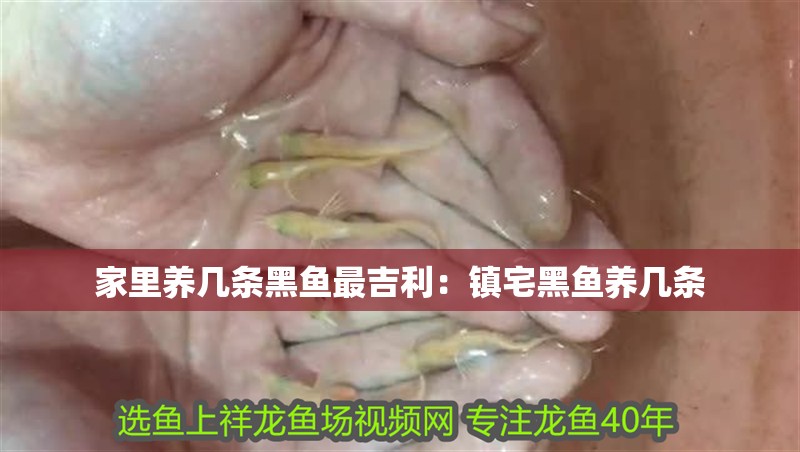 家里養幾條黑魚最吉利：鎮宅黑魚養幾條