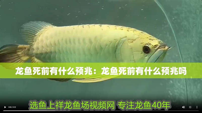 龍魚死前有什么預兆：龍魚死前有什么預兆嗎