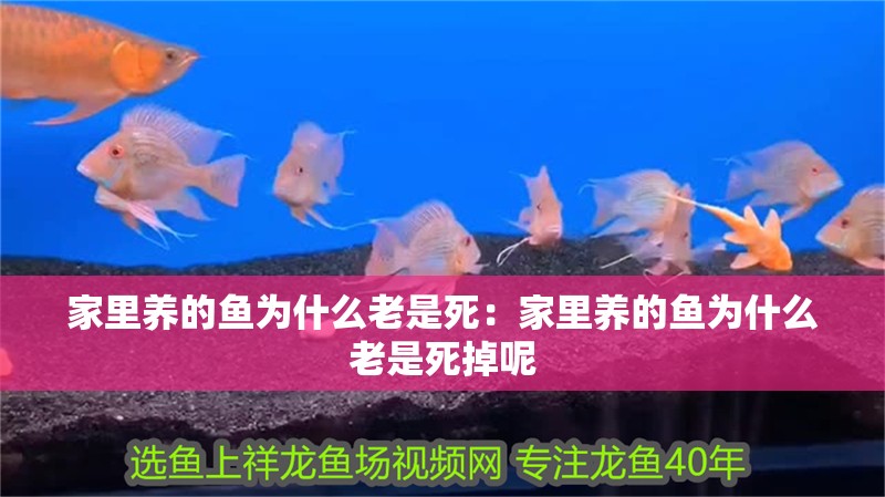 家里養的魚為什么老是死：家里養的魚為什么老是死掉呢 家里養的魚為什么老是死：家里養的魚為什么老是死掉呢 龍魚百科 第1張