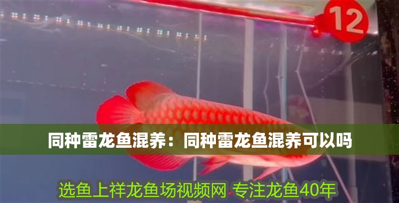 同種雷龍魚混養：同種雷龍魚混養可以嗎