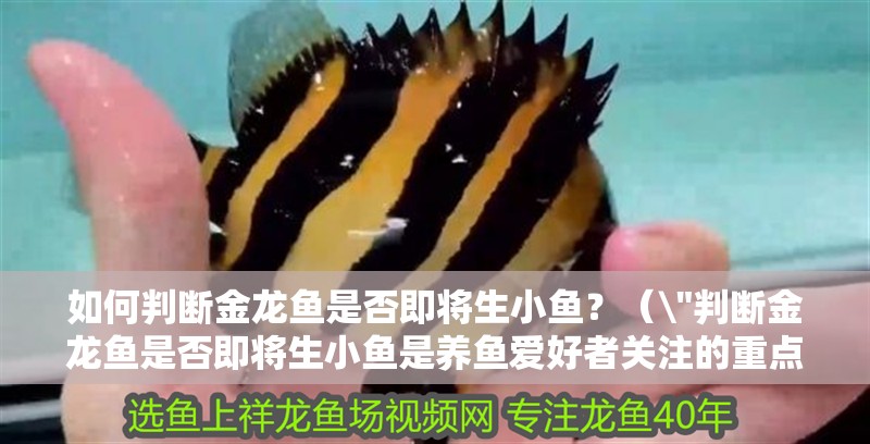如何判斷金龍魚是否即將生小魚？（\