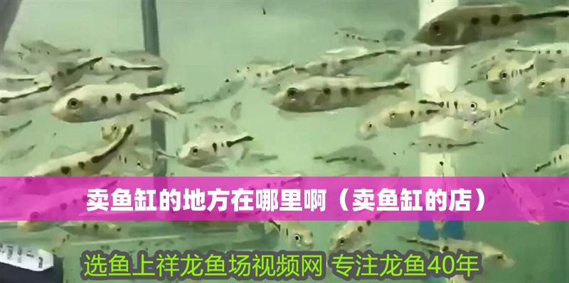賣魚缸的地方在哪里啊（賣魚缸的店）