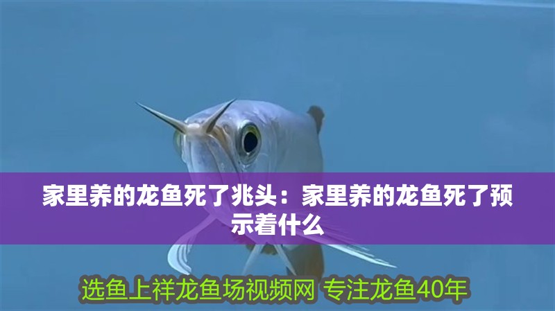 家里養的龍魚死了兆頭：家里養的龍魚死了預示著什么