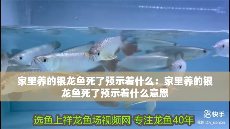 家里養(yǎng)的銀龍魚死了預示著什么：家里養(yǎng)的銀龍魚死了預示著什么意思