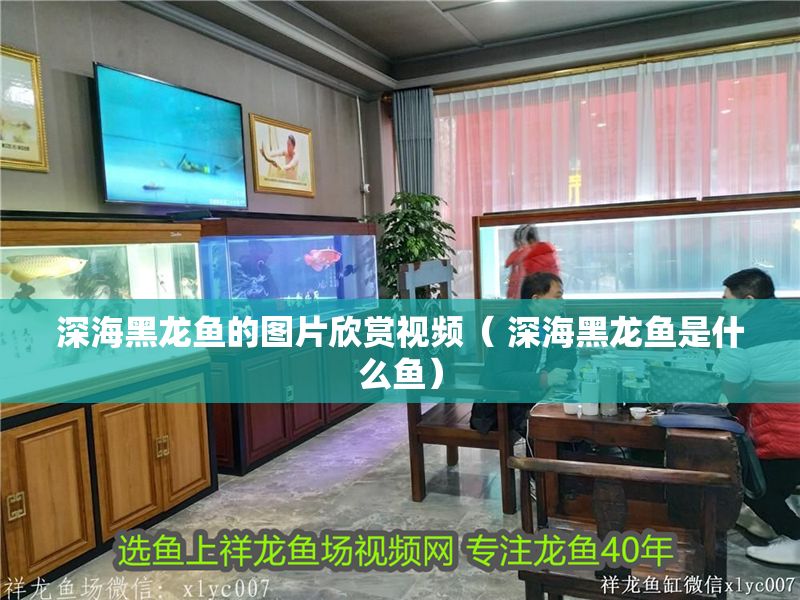 深海黑龍魚的圖片欣賞視頻( 深海黑龍魚是什么魚) 龍魚百科 第1張 深海黑龍魚的圖片欣賞視頻( 深海黑龍魚是什么魚) 深海黑龍魚的圖片欣賞視頻( 深海黑龍魚是什么魚) 龍魚百科 第1張