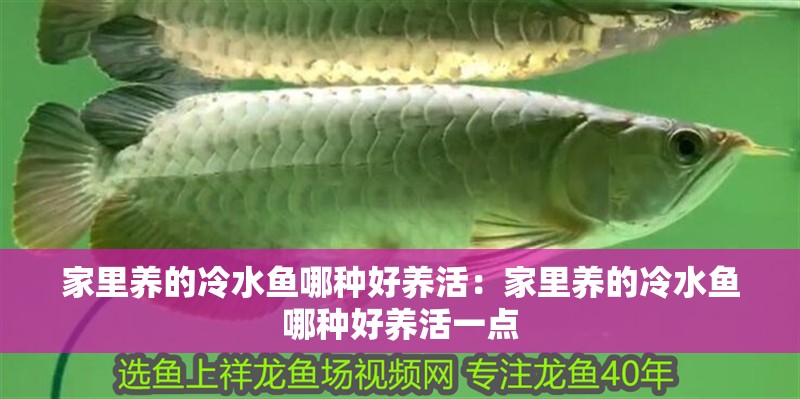 家里養(yǎng)的冷水魚哪種好養(yǎng)活:家里養(yǎng)的冷水魚哪種好養(yǎng)活一點(diǎn) 龍魚百科 第2張 家里養(yǎng)的冷水魚哪種好養(yǎng)活:家里養(yǎng)的冷水魚哪種好養(yǎng)活一點(diǎn) 家里養(yǎng)的冷水魚哪種好養(yǎng)活:家里養(yǎng)的冷水魚哪種好養(yǎng)活一點(diǎn) 龍魚百科 第2張