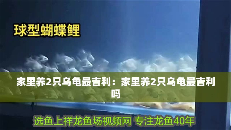 家里養2只烏龜最吉利：家里養2只烏龜最吉利嗎