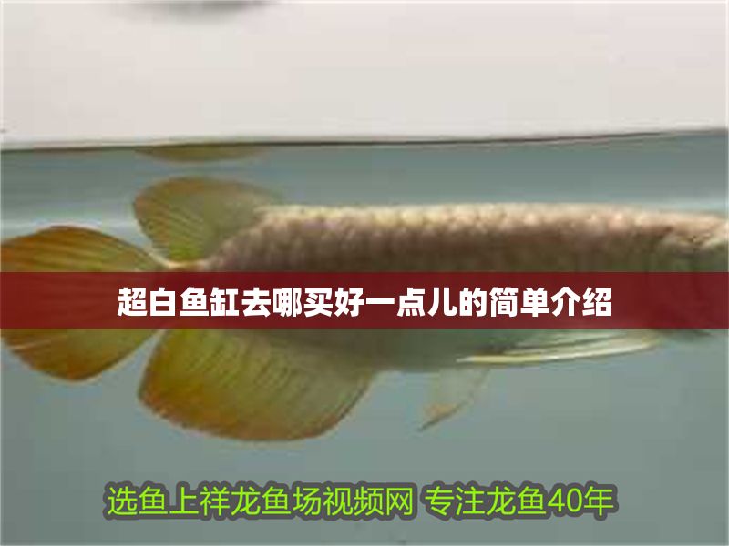 超白魚缸去哪買好一點兒的簡單介紹