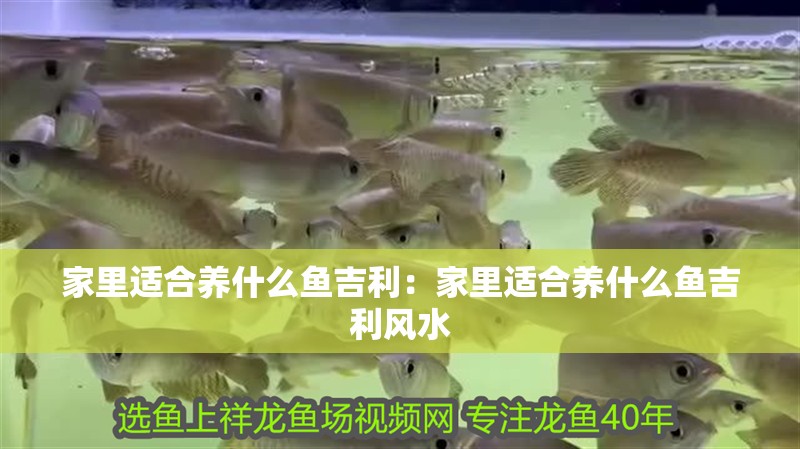 家里適合養什么魚吉利：家里適合養什么魚吉利風水 家里適合養什么魚吉利：家里適合養什么魚吉利風水 龍魚百科 第2張