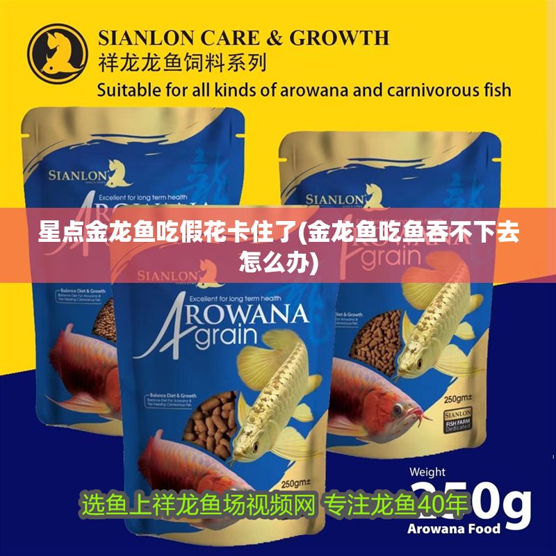 星點(diǎn)金龍魚(yú)吃假花卡住了(金龍魚(yú)吃魚(yú)吞不下去怎么辦)