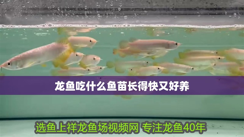 龍魚吃什么魚苗長得快又好養(yǎng)